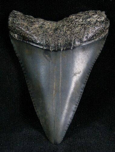 Fossil Great White Shark Tooth - #7302